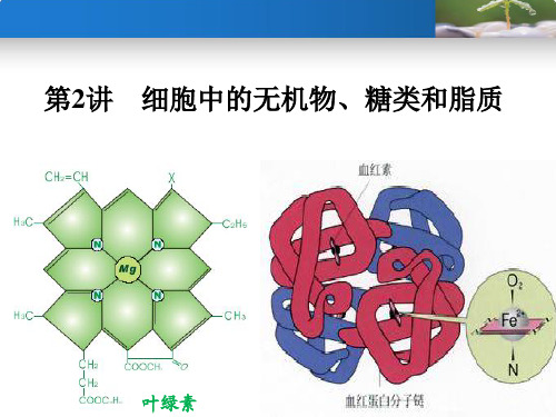 第2讲细胞中的无机物、糖类和脂质