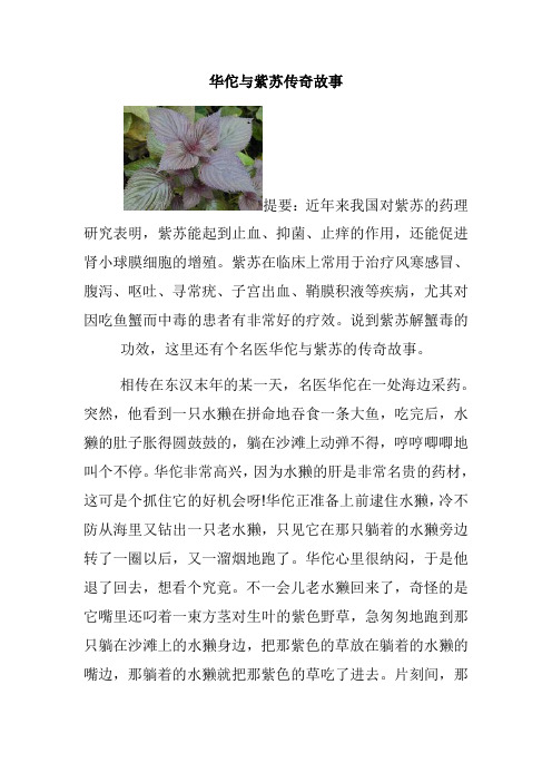 华佗与紫苏传奇故事