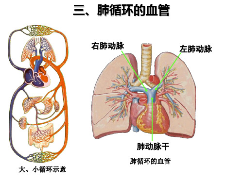 体循环肺循环概述