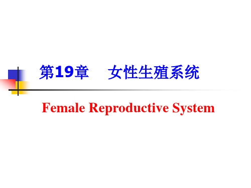 组织学与胚胎学：第19章    女性生殖系统