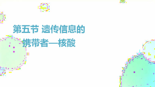 核酸是遗传信息的携带者课件(共28张PPT)高一上学期生物人教版2019必修1