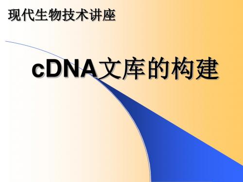 cDNA文库构建-PPT课件 135页PPT