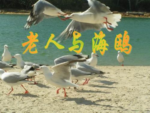 《老人与海鸥》课件2-优质公开课-人教新疆七下精品