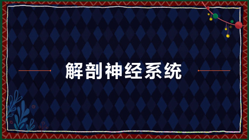 《解剖神经系统》课件