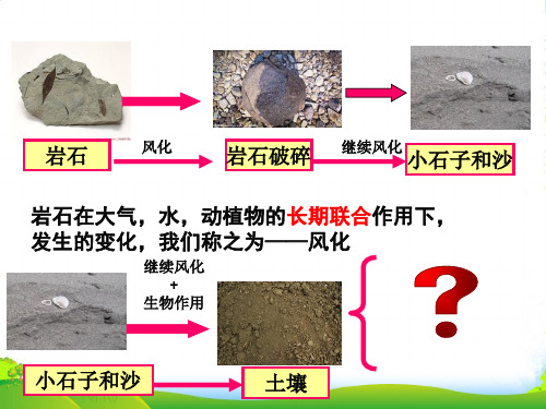 教科版五年级科学土壤中有什么-课件