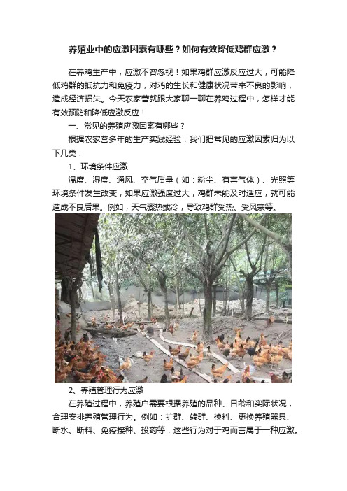 养殖业中的应激因素有哪些？如何有效降低鸡群应激？