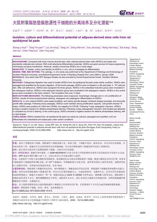 大鼠附睾脂肪垫脂肪源性干细胞的分离培养及分化潜能