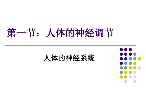 苏科版八年级上册生物：第1节 人体的神经调节