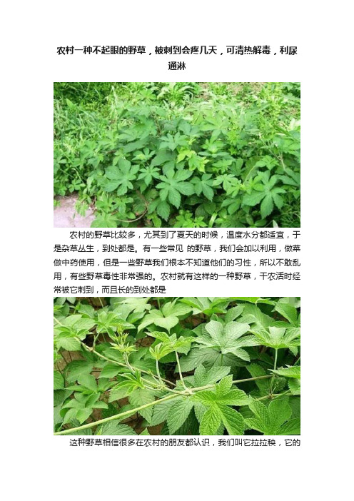 农村一种不起眼的野草，被刺到会疼几天，可清热解毒，利尿通淋