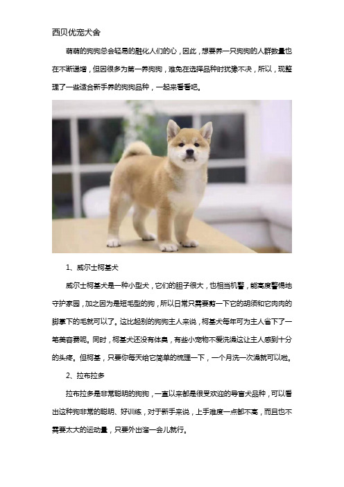 第一次养狗选什么品种比较好