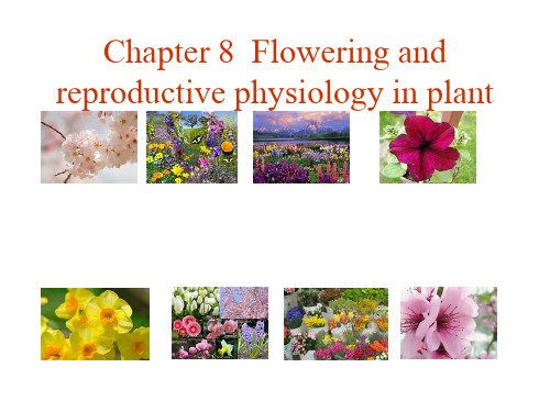 植物生理学Chapter08 flowering