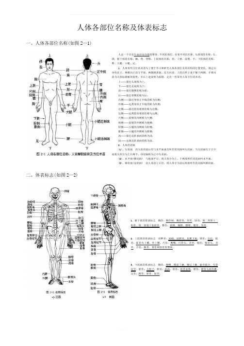 人体各部位名称及体表标志