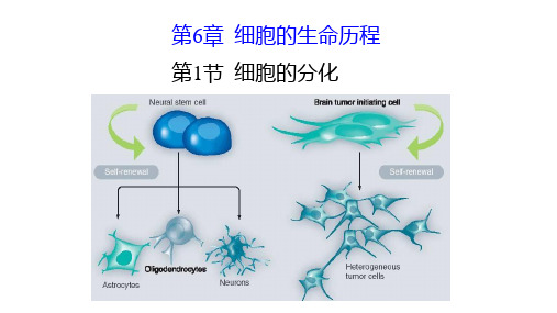 人教版生物必修第六章第二节-细胞的分化(很实用、很全面)