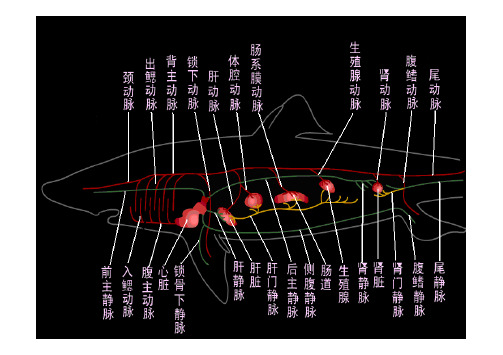 鱼类学循环系统