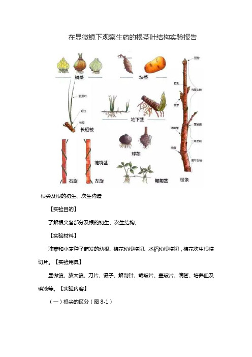 在显微镜下观察生药的根茎叶结构实验报告