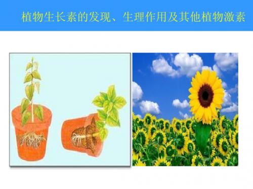 植物生长素的发现、生理作用及其他植物激素