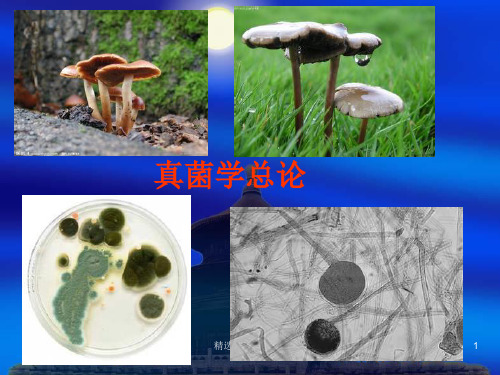 医学微生物真菌PPT课件