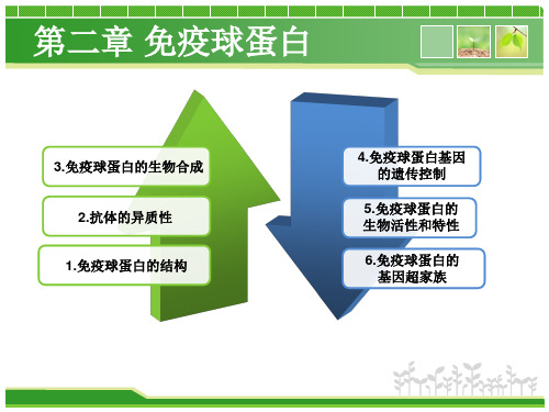 免疫球蛋白