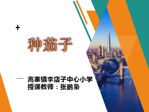 四年级下册科学课件-4.11 种茄子|冀教版 (共16张PPT)