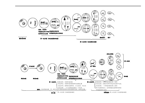 有丝分裂与减数分裂过程图