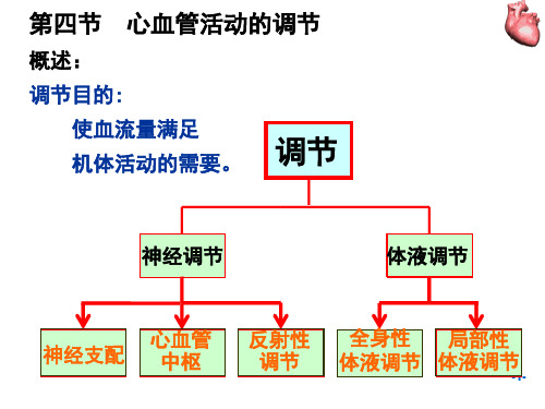 生理学PPT课件 心血管活动的调节