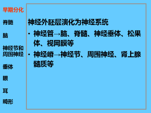 脑神经系统-神经系统和眼耳的发生(1)