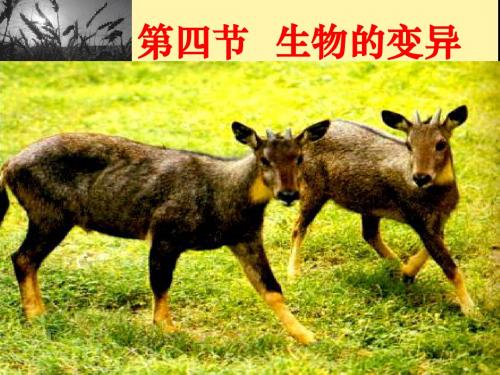 八年级上生物全册课件ppt(花的结构与类型等21个) 济南版18