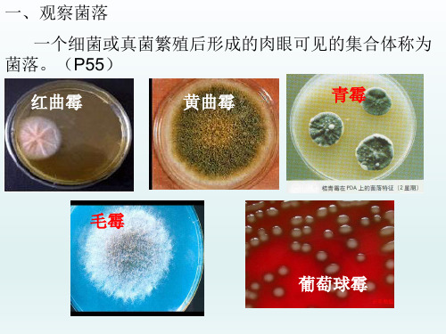 八年级生物上册 第五单元第四章第一节细菌和真菌的分布课件6-10