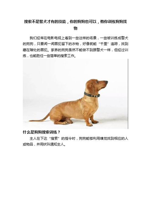 搜索不是警犬才有的技能，你的狗狗也可以，教你训练狗狗找物