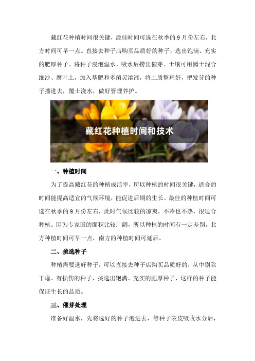 藏红花种植时间和技术,需要注意什么