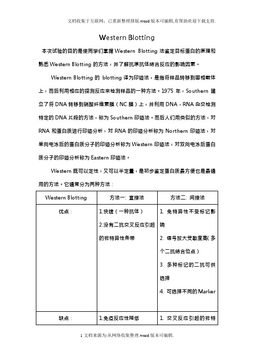 Western-Blotting实验报告