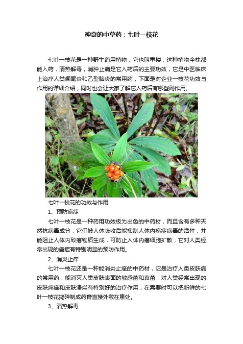 神奇的中草药：七叶一枝花