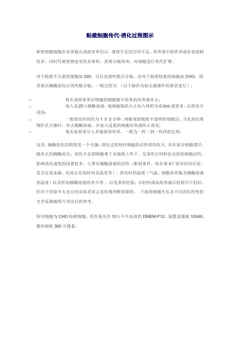 贴壁细胞传代-消化过程图示.