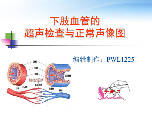 下肢血管的超声检查及正常声像图