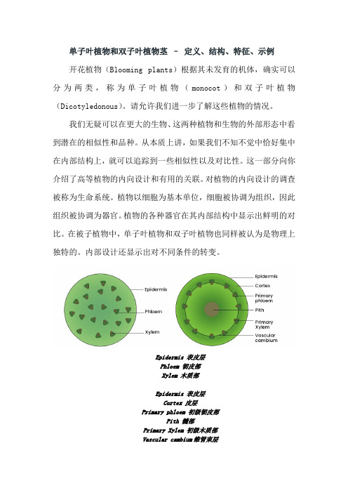 单子叶植物茎的结构特点