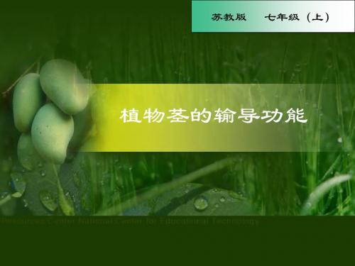 苏教版七年级上册第5章第4节植物茎的输导功能精品课件