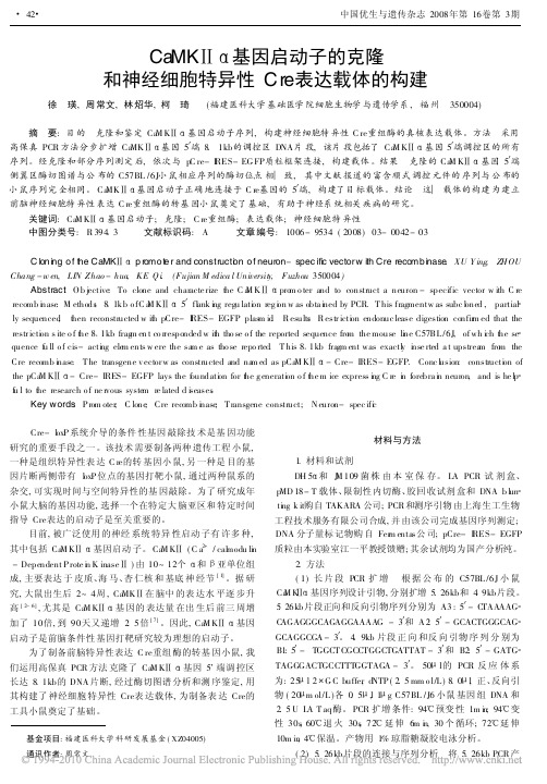 CaMK_基因启动子的克隆和神经细胞特异性Cre表达载体的构建