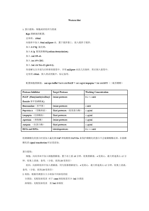 Western blot protocol