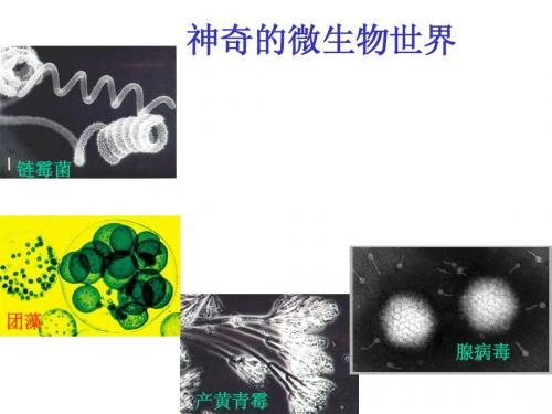 chapter01 丰富多彩的微生物世界