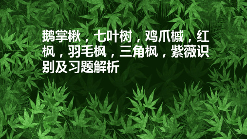 植物识别：鹅掌楸,七叶树,鸡爪槭,红枫,羽毛枫,三角枫,紫薇