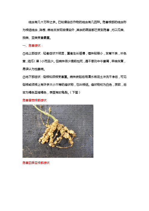 番茄黄瓜丝瓜等棚室蔬菜根结线虫如何防治