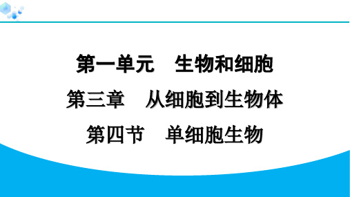 1.3.4 单细胞生物【课后练】七年级上册人教版生物