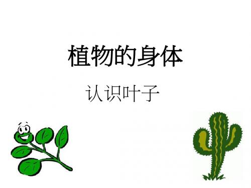 植物的身体_认识叶子