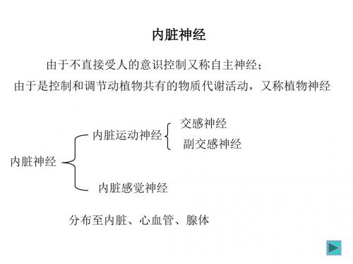 内脏神经