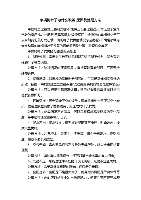 幸福树叶子为什么发黄原因及处理方法