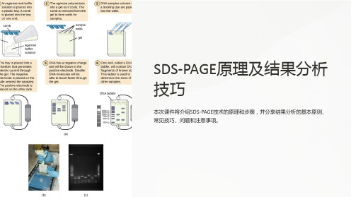 SDS-PAGE原理及结果分析技巧课件