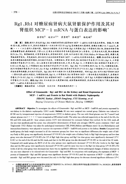 Rg1、Rb1对糖尿病肾病大鼠肾脏保护作用及其对肾组织MCP-1 mRNA与蛋白表达的影响