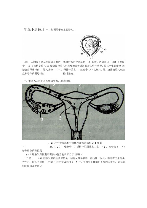 七年级下册生物图形