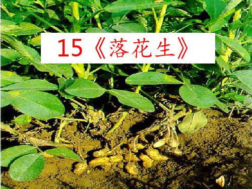 15-落花生PPT课件