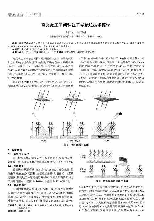 高光效玉米间种红干椒栽培技术探讨